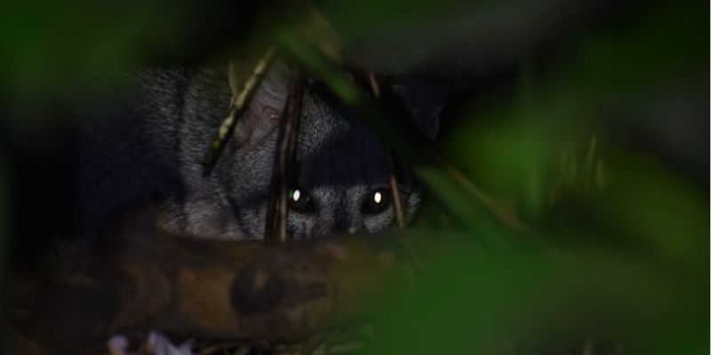 Fauna Universidad de Medellín
