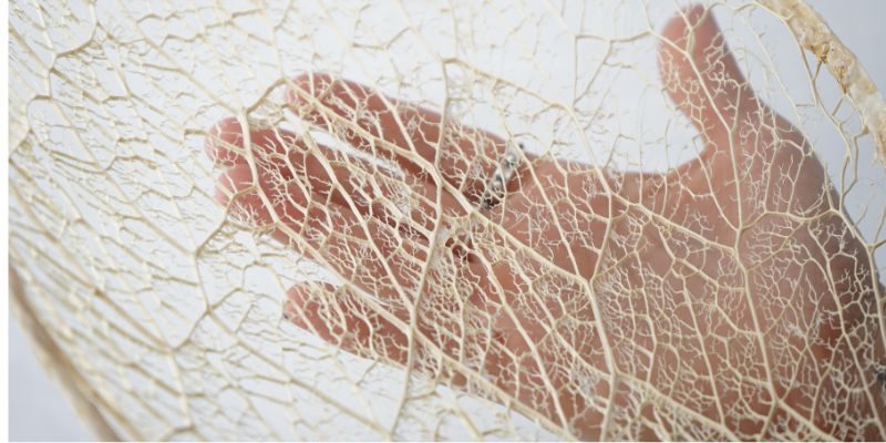 Nopal Universidad de Medellín