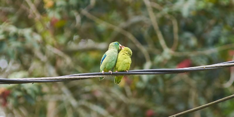 Universidad de Medellín