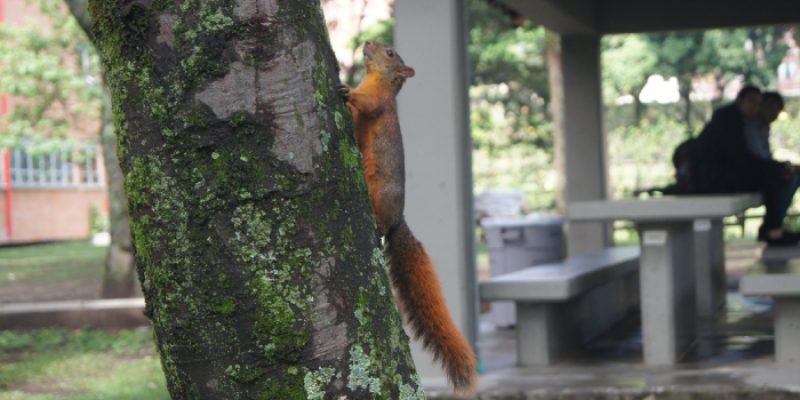 Responsabilidad social 2(1)