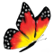 mariposa mariposa